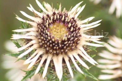GlobeFlower_Trollius+europaeus_Fellhorn_Germany_(C)+Ingo+Schüder_Ingo+Schuder.J